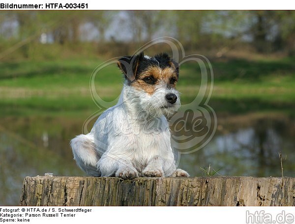 Parson Russell Terrier / HTFA-003451