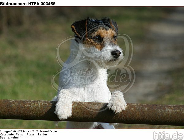 Parson Russell Terrier / HTFA-003456