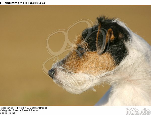Parson Russell Terrier / HTFA-003474