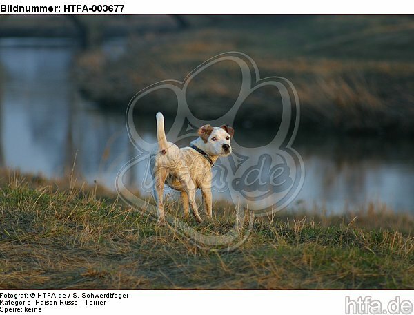 Parson Russell Terrier / HTFA-003677