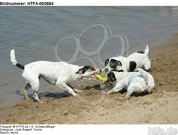 Jack und Parson Russell Terrier / Jack and Parson Russell Terrier / HTFA-003684