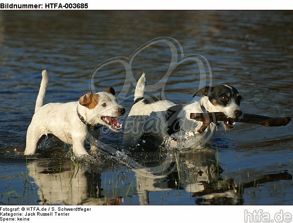 Jack und Parson Russell Terrier / Jack and Parson Russell Terrier / HTFA-003685