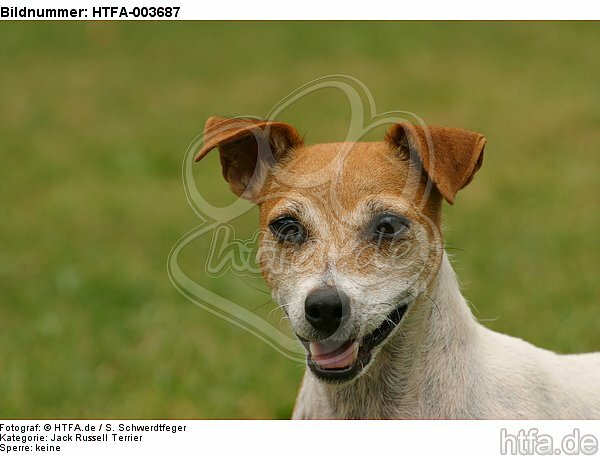 Jack Russell Terrier / HTFA-003687
