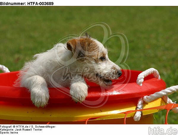 Jack Russell Terrier Welpe / Jack Russell Terrier puppy / HTFA-003689