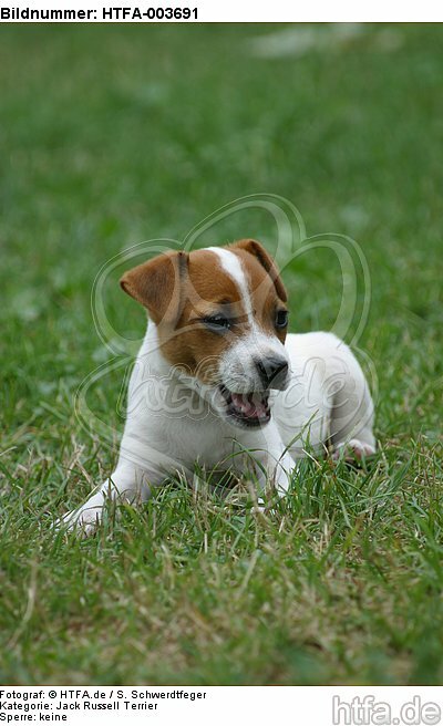 Jack Russell Terrier Welpe / Jack Russell Terrier puppy / HTFA-003691