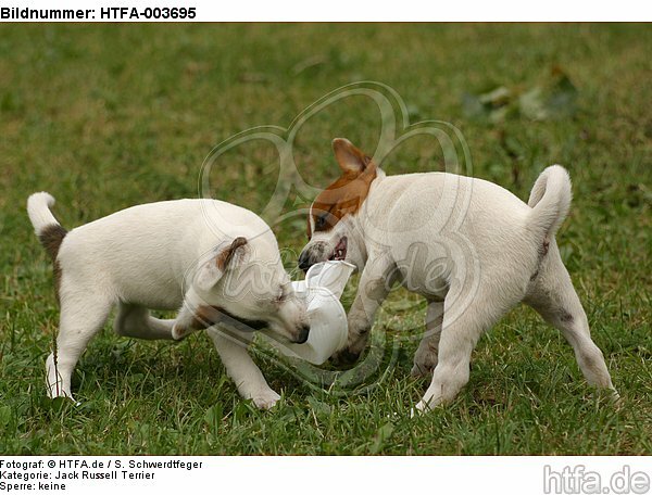 Jack Russell Terrier Welpen / Jack Russell Terrier puppies / HTFA-003695