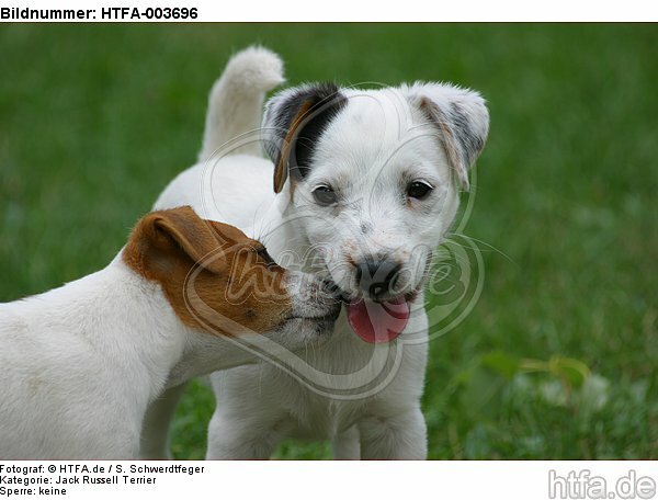 Jack Russell Terrier Welpen / Jack Russell Terrier puppies / HTFA-003696