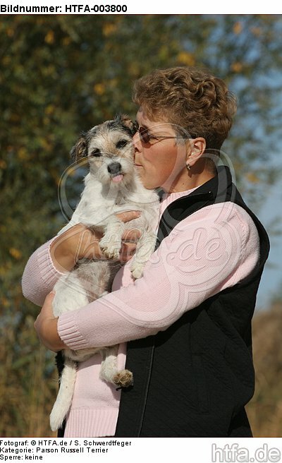 Parson Russell Terrier / HTFA-003800