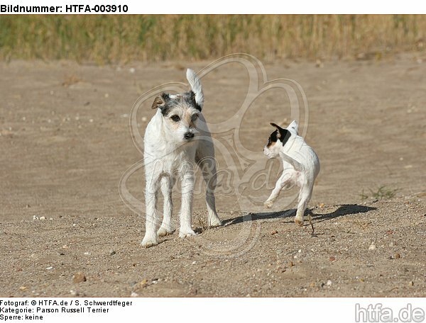 Parson Russell Terrier / HTFA-003910