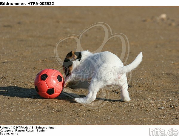 Parson Russell Terrier Welpe / parson russell terrier puppy / HTFA-003932