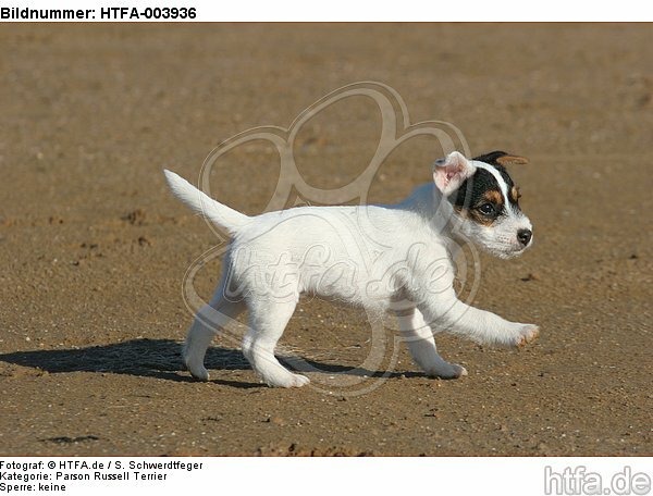 Parson Russell Terrier Welpe / parson russell terrier puppy / HTFA-003936