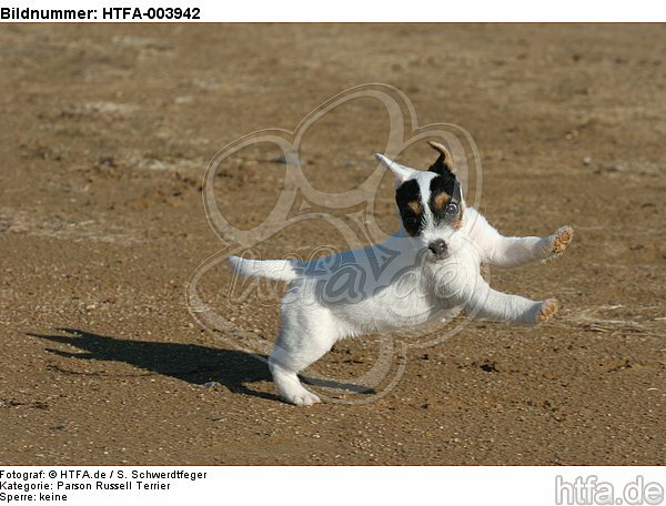 Parson Russell Terrier Welpe / parson russell terrier puppy / HTFA-003942