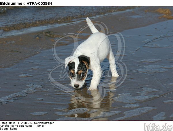 Parson Russell Terrier Welpe / parson russell terrier puppy / HTFA-003964