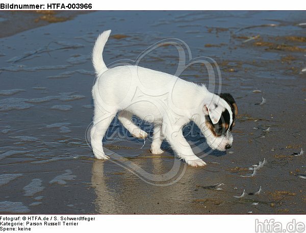 Parson Russell Terrier Welpe / parson russell terrier puppy / HTFA-003966