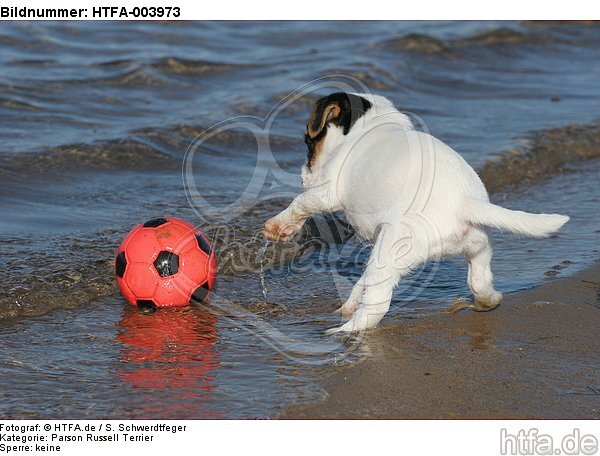 Parson Russell Terrier Welpe / parson russell terrier puppy / HTFA-003973