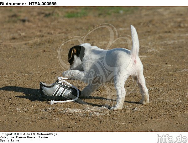 Parson Russell Terrier Welpe / parson russell terrier puppy / HTFA-003989