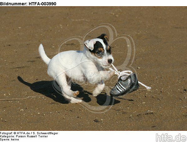 Parson Russell Terrier Welpe / parson russell terrier puppy / HTFA-003990
