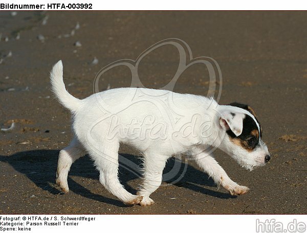 Parson Russell Terrier Welpe / parson russell terrier puppy / HTFA-003992