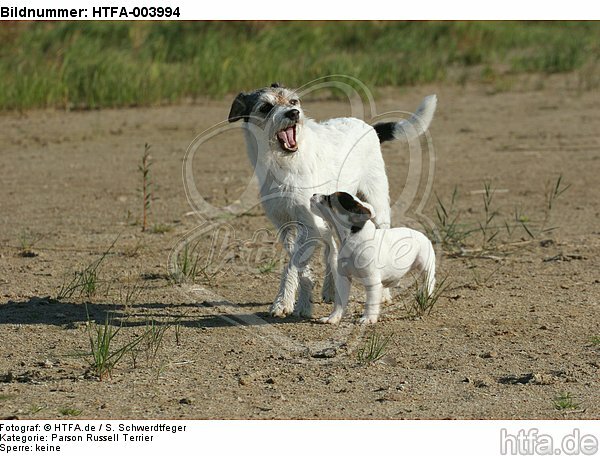 Parson Russell Terrier / HTFA-003994