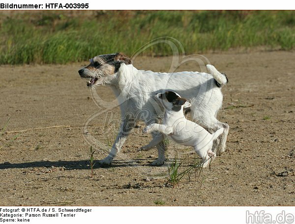 Parson Russell Terrier / HTFA-003995
