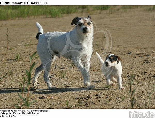 Parson Russell Terrier / HTFA-003996