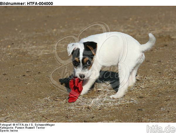 Parson Russell Terrier Welpe / parson russell terrier puppy / HTFA-004000