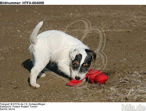 Parson Russell Terrier Welpe / parson russell terrier puppy / HTFA-004009