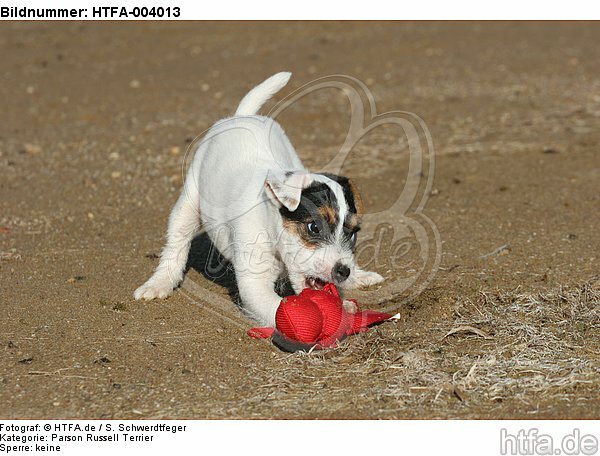 Parson Russell Terrier Welpe / parson russell terrier puppy / HTFA-004013