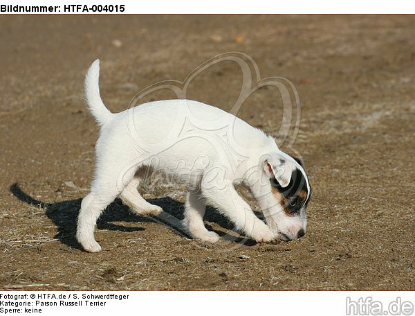 Parson Russell Terrier Welpe / parson russell terrier puppy / HTFA-004015