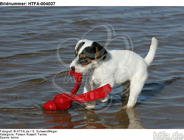 Parson Russell Terrier Welpe / parson russell terrier puppy / HTFA-004037