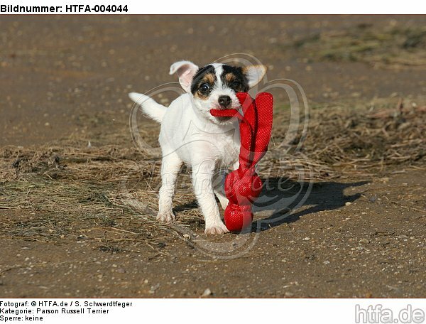 Parson Russell Terrier Welpe / parson russell terrier puppy / HTFA-004044