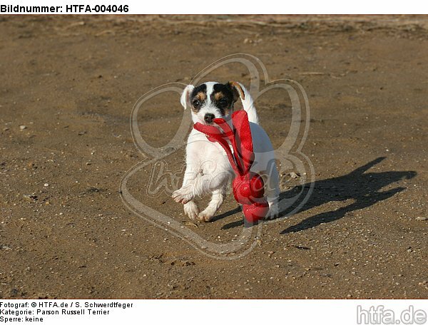 Parson Russell Terrier Welpe / parson russell terrier puppy / HTFA-004046