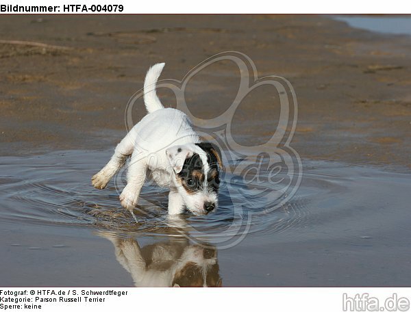 Parson Russell Terrier Welpe / parson russell terrier puppy / HTFA-004079