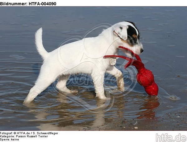 Parson Russell Terrier Welpe / parson russell terrier puppy / HTFA-004090