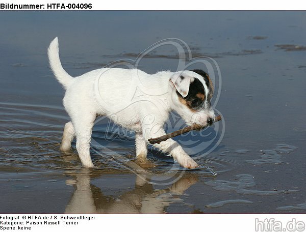 Parson Russell Terrier Welpe / parson russell terrier puppy / HTFA-004096