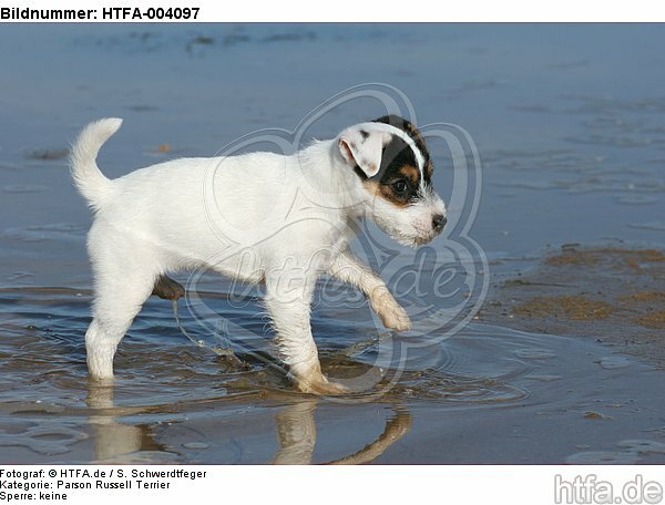 Parson Russell Terrier Welpe / parson russell terrier puppy / HTFA-004097