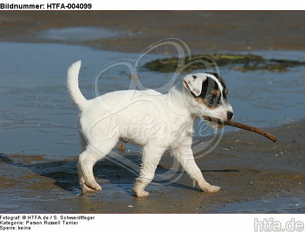 Parson Russell Terrier Welpe / parson russell terrier puppy / HTFA-004099