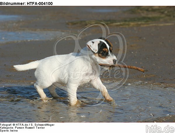Parson Russell Terrier Welpe / parson russell terrier puppy / HTFA-004100