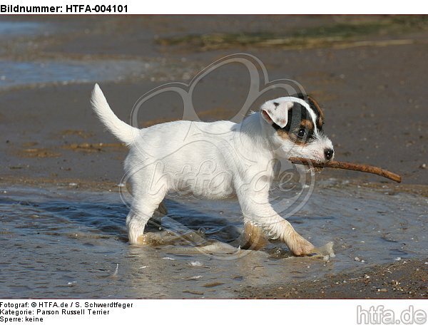 Parson Russell Terrier Welpe / parson russell terrier puppy / HTFA-004101