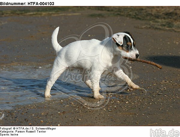 Parson Russell Terrier Welpe / parson russell terrier puppy / HTFA-004103