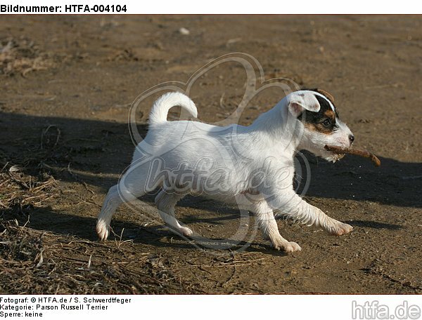 Parson Russell Terrier Welpe / parson russell terrier puppy / HTFA-004104