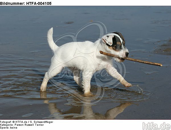 Parson Russell Terrier Welpe / parson russell terrier puppy / HTFA-004105