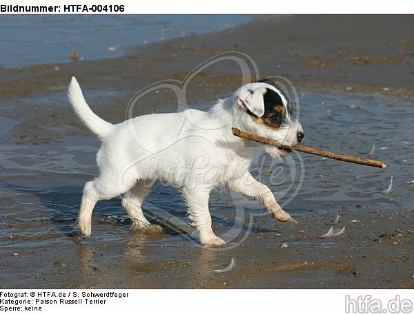 Parson Russell Terrier Welpe / parson russell terrier puppy / HTFA-004106