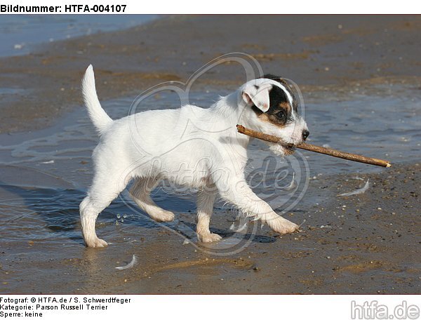 Parson Russell Terrier Welpe / parson russell terrier puppy / HTFA-004107