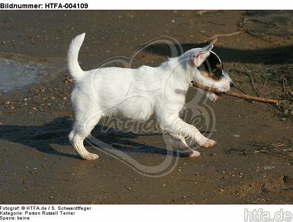 Parson Russell Terrier Welpe / parson russell terrier puppy / HTFA-004109
