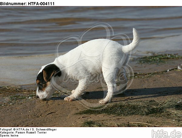 Parson Russell Terrier Welpe / parson russell terrier puppy / HTFA-004111