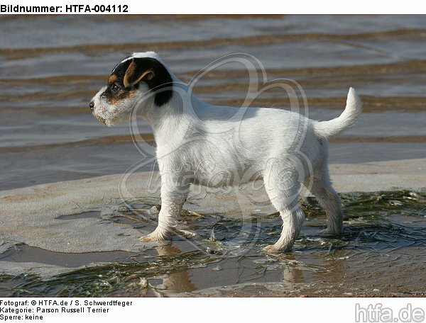 Parson Russell Terrier Welpe / parson russell terrier puppy / HTFA-004112