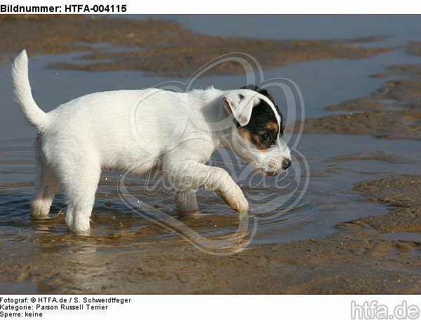 Parson Russell Terrier Welpe / parson russell terrier puppy / HTFA-004115