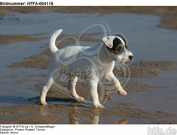 Parson Russell Terrier Welpe / parson russell terrier puppy / HTFA-004116