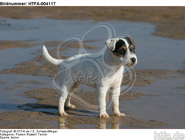 Parson Russell Terrier Welpe / parson russell terrier puppy / HTFA-004117